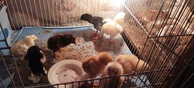 Qandhari Cross Chicks & Eggs, Heera Aseel, Mix Aseel Chicks, Incubator