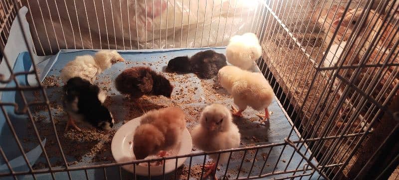 Qandhari Cross Chicks & Eggs, Heera Aseel, Mix Aseel Chicks, Incubator 1