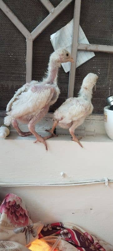 Qandhari Cross Chicks & Eggs, Heera Aseel, Mix Aseel Chicks, Incubator 2