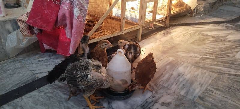 Qandhari Cross Chicks & Eggs, Heera Aseel, Mix Aseel Chicks, Incubator 4