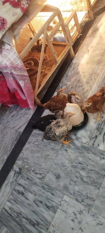 Qandhari Cross Chicks & Eggs, Heera Aseel, Mix Aseel Chicks, Incubator 6