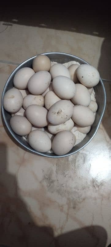 Qandhari Cross Chicks & Eggs, Heera Aseel, Mix Aseel Chicks, Incubator 7