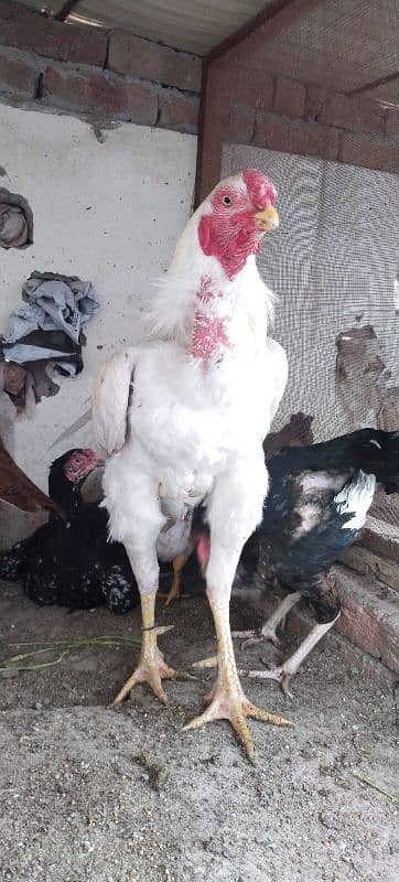 Qandhari Cross Chicks & Eggs, Heera Aseel, Mix Aseel Chicks, Incubator 9