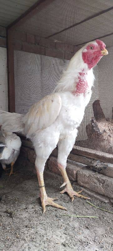 Qandhari Cross Chicks & Eggs, Heera Aseel, Mix Aseel Chicks, Incubator 10