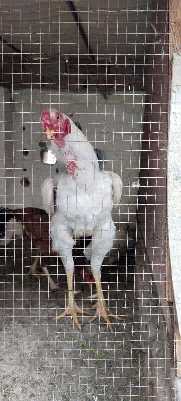 Qandhari Cross Chicks & Eggs, Heera Aseel, Mix Aseel Chicks, Incubator 11