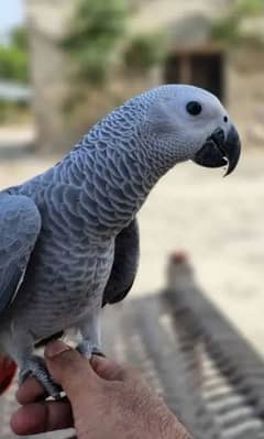 African Grey Parrot checks for sale03349506941