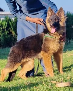 Proper long coat full low back male puppy for sale family dog