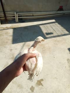 Top Quality Aseel Heera Chicks For Sale