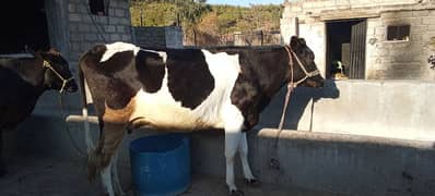 Fresian cow