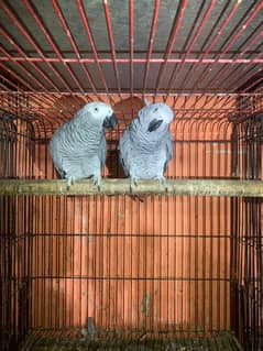 grey parrot Breeder pair