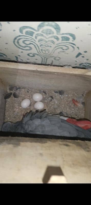 grey parrot Breeder pair 1