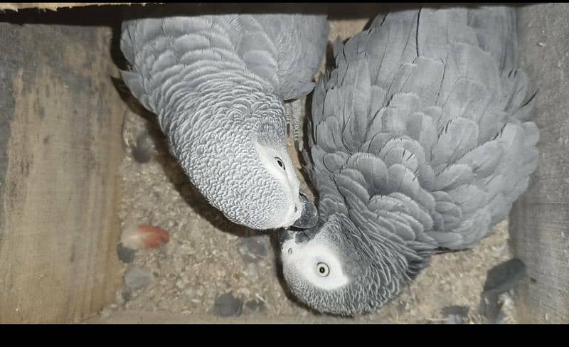 grey parrot Breeder pair 2