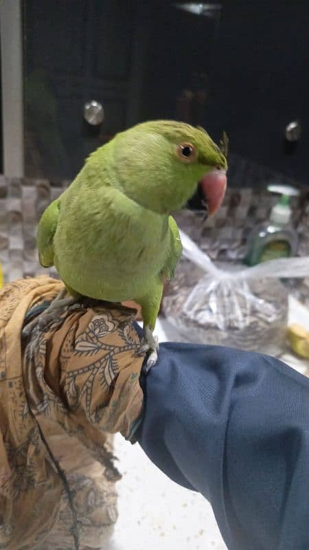 ringneck for urgent sale 0