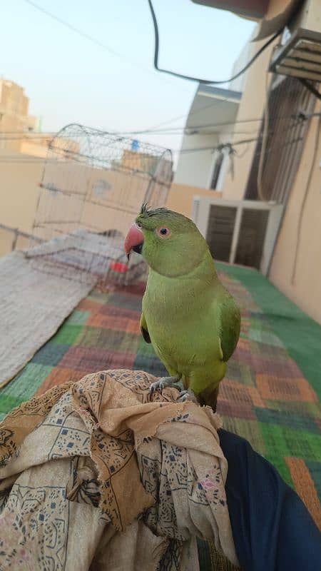 ringneck for urgent sale 2