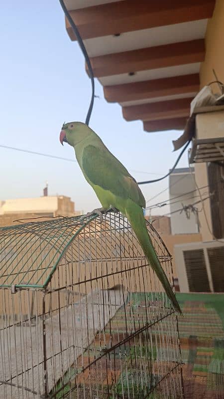 ringneck for urgent sale 4