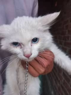 Persian cat for sale