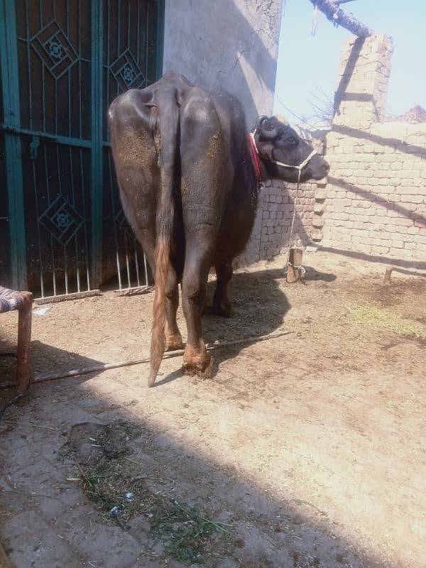 5 kALEAN buffalo dhod paka 8/9 kg dono time ka 1