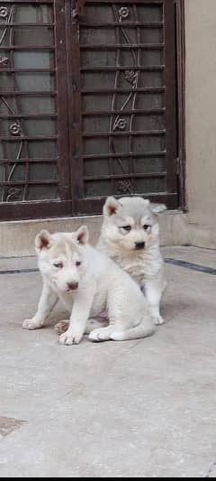 Siberian Husky | Wooly Coat | Blue Eyes | Siberian Husky Puppies