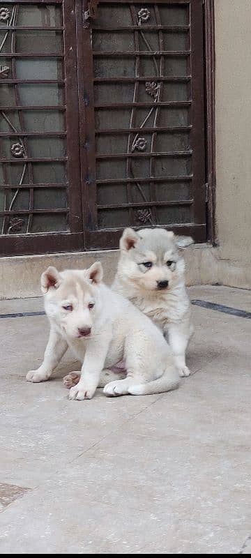 Siberian Husky | Wooly Coat | Blue Eyes | Siberian Husky Puppies 0