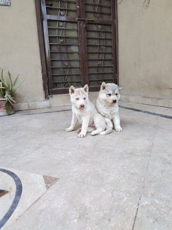 Siberian Husky | Wooly Coat | Blue Eyes | Siberian Husky Puppies 2