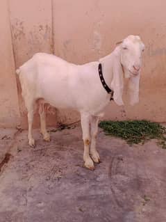 gulabi bakri 4 dant