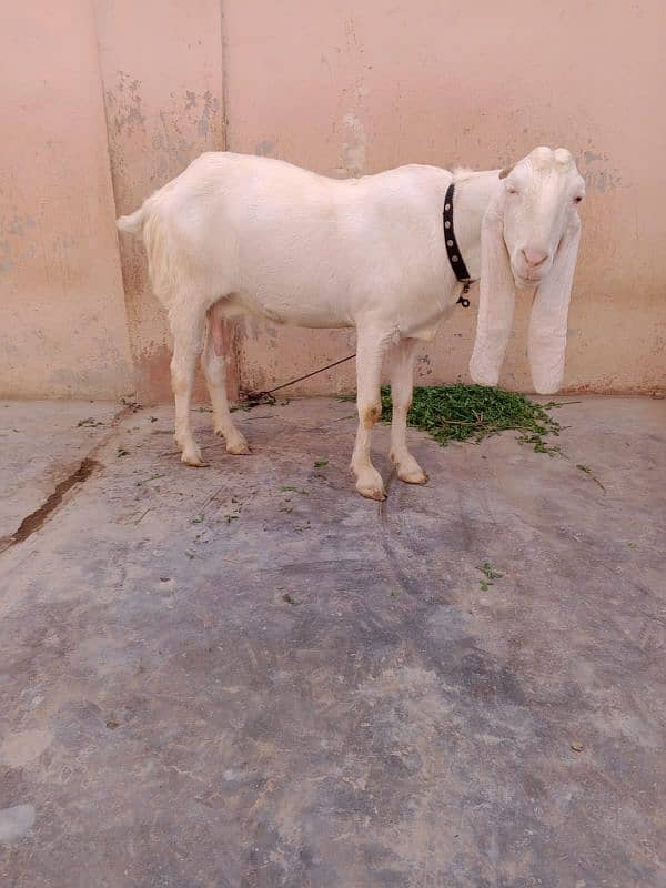 gulabi bakri 4 dant 1