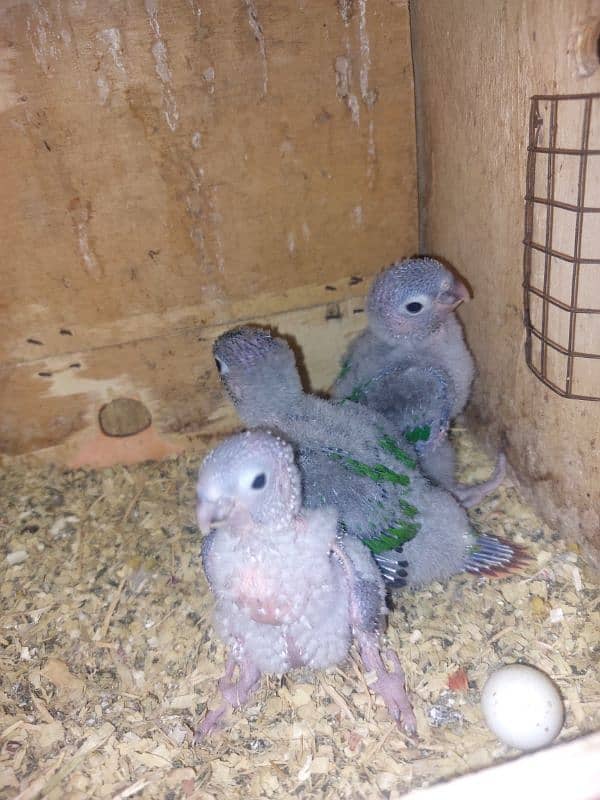 Pineapple Conure Chicks - Red Factor 0