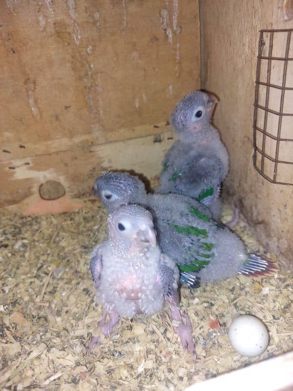 Pineapple Conure Chicks - Red Factor 1