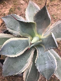 Rare variety agave tradewind live plants with FREE Pups ( big sized )