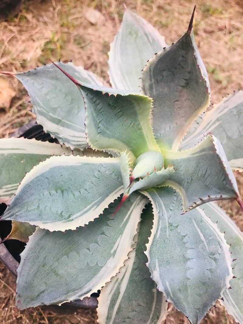 Rare variety agave tradewind live plants with FREE Pups ( big sized ) 1