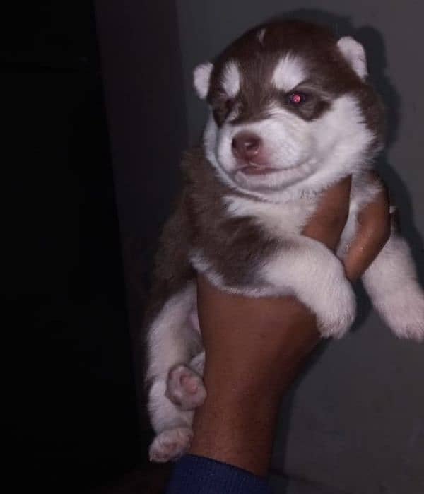 puppies available for sale,Siberian Husky puppies, white husky puppies 7