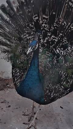 peacock