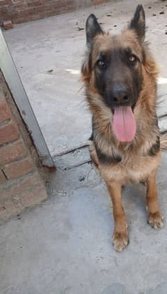 German Shepard female