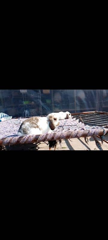 holland lop breeders hotot breeder 0