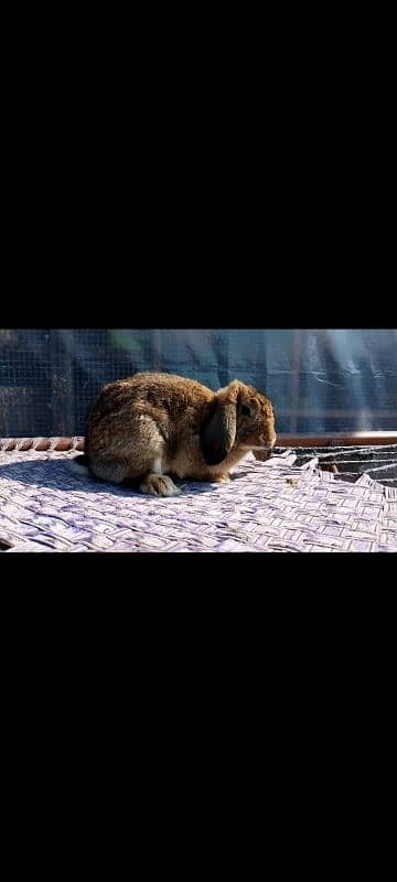 holland lop breeders hotot breeder 1