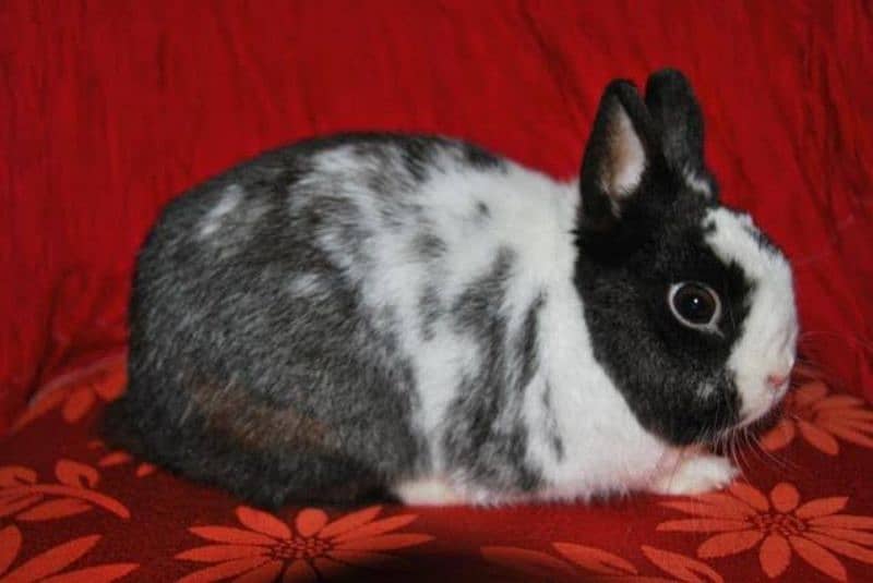 holland lop breeders hotot breeder 2