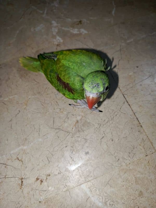 raw baby parrot 0