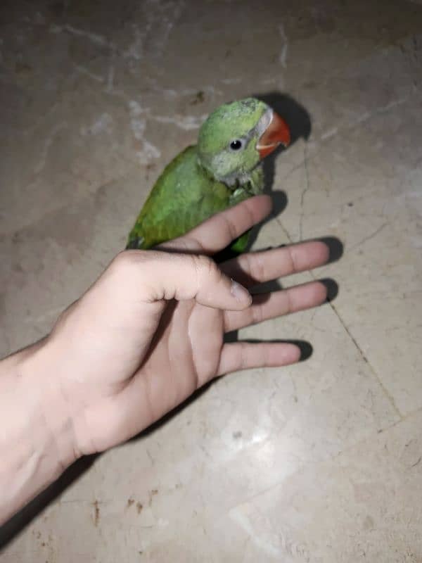 raw baby parrot 1