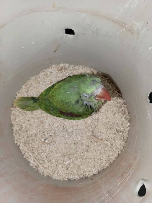 raw baby parrot 2