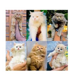 Persian triple coated punch face kitten available for sale