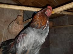 quality aseel males, fully active and vaccinated birds for sale