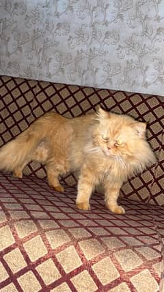 persian tripple coat male ca for sale