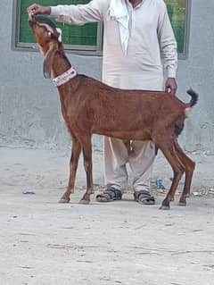 Nagara Bakri 3 Month ki gaban Bakri