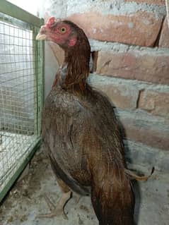 Pure aseel hens for breeding