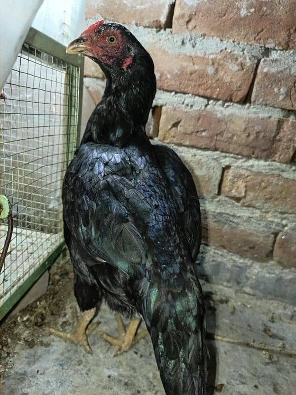 Pure aseel hens for breeding 7