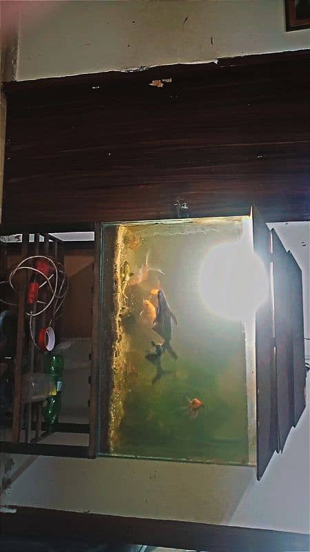 used Aquarium with fishes 0