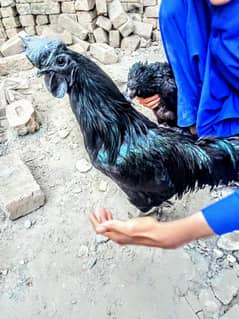 Ayam Cemani for sell