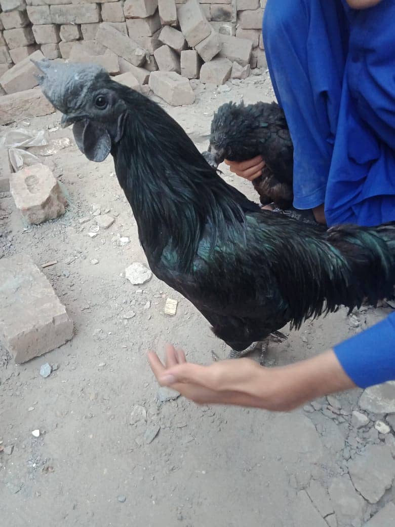 Ayam Cemani for sell 1