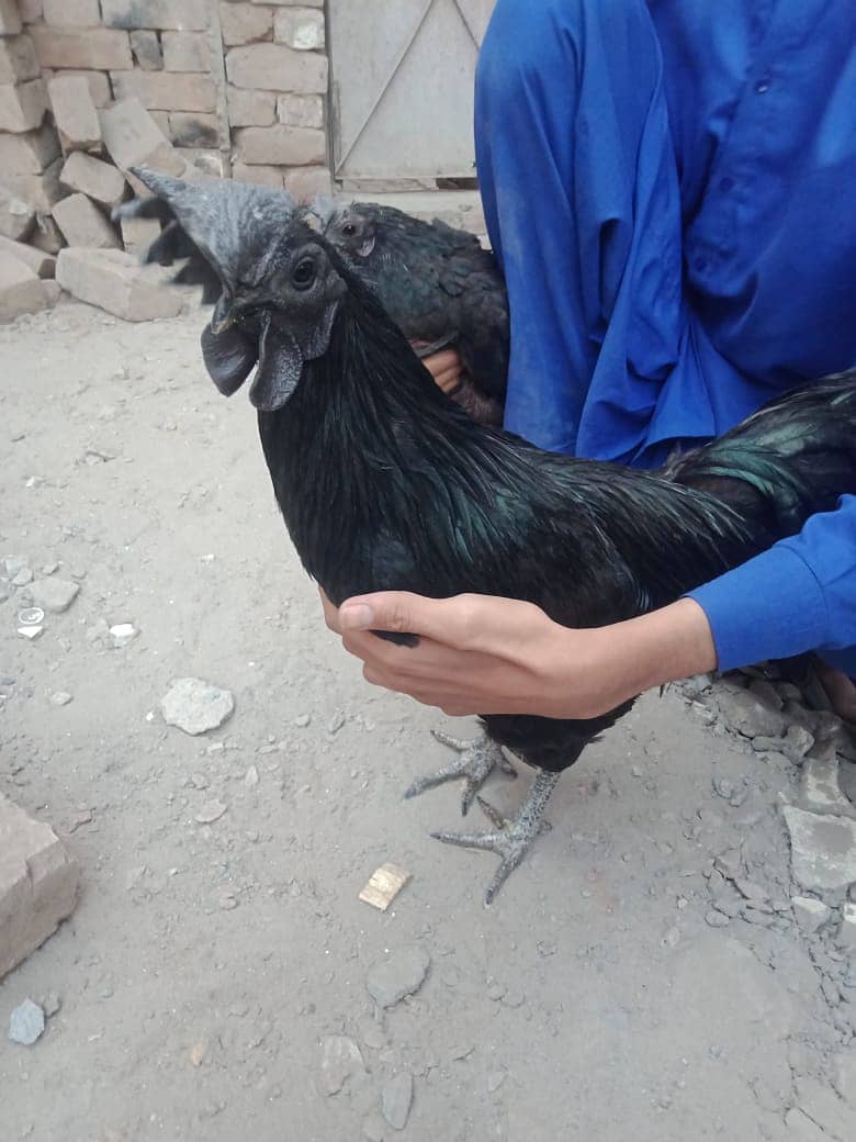 Ayam Cemani for sell 2