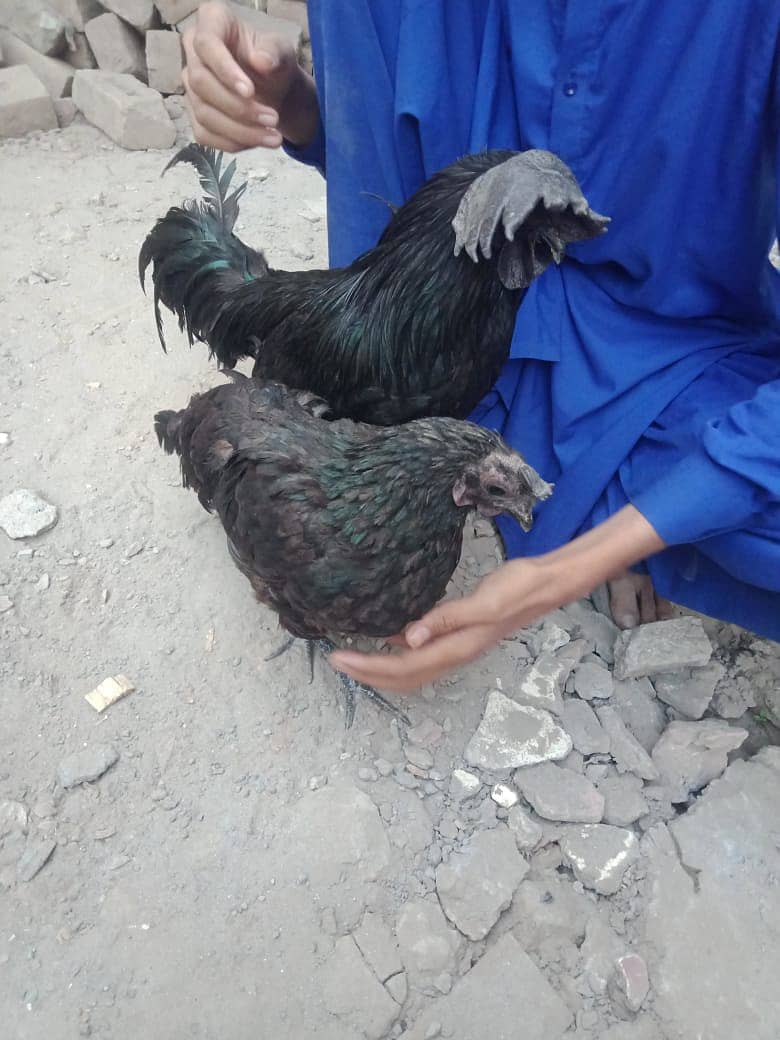 Ayam Cemani for sell 3